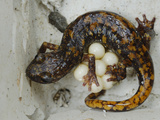 Cave Salamander Female (Speleomantes Strinatii) Guarding Her Eggs  Italy