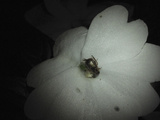 Beetle on a White Impatiens Flower Photographed in White Light