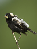 Bobolink with an Insect in its Bill (Dolichonyx Oryzivorus)  USA