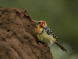 Red and Yellow Barbet Feeding on a Termite Mound  Trachyphonus Erythrocephalus  Kenya  Africa