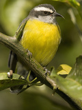 Bananaquit  Coereba Flaveola  Northern South America