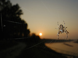 The Last Sun Rays of the Day Shining on a Bridge Spider (Larinioides Sclopetarius)