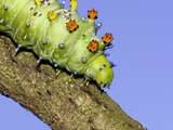 Cecropia Moth Caterpillar (Hyalophora Cecropia) on Tree Branch