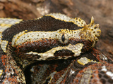 Young Rhinocerous Viper  (Bitis Nasicornis)  Africa