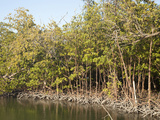 Red Mangroves (Rhizophora Mangle) Mangrove Trees Help Extend Land Outwards into Shallow Bays