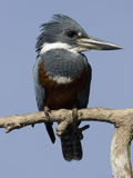 Ringed Kingfisher (Ceryle Torquata)