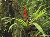 Tropical Rainforest with a Flowering Bromeliad  San Cipriano Reserve  Cauca  Colombia