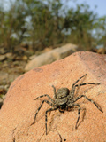 A Giant Crab Spider (Olios) Hunting Prey  Socotra  Yemen