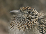Greater Roadrunner Head  Geococcyx Californianus  Western North America