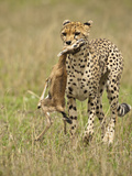 Cheetah (Acinonyx Jubatus) with Thomson's Gazelle (Eudorcas Thomsonii) Kill