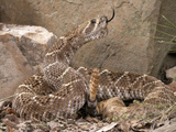 Western Diamondback Rattlesnake (Crotalus Atrox)