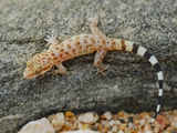 A Young Socotran Ground Gecko (Hemidactylus Homoeolepis) Endemic to Socotra  Yemen