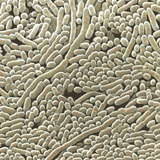 (Pseudomonas Aeruginosa) Bacteria