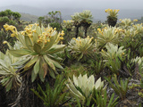 Frailejon (Espeletia) in the High Altitude Grasslands of Puracâ» National Park  Department Cauca