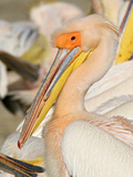 Great White Pelican (Pelecanus Onocrotalus)  Kenya  Africa