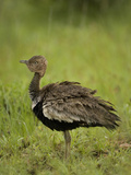Red-Crested Bustard  Eupodotis Ruficrista  East Africa