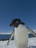 Adelie Penguin (Pygoscelis Adeliae) at Arctovski Research Station  South Shetland Islands