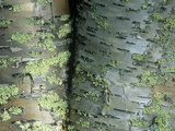 Lichens Growing on the Bark of Paper Birch Trees  Betula Papyrifera  USA