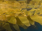 Blades of Giant Kelp (Macrocystis Pyrifera) Floating at the Surface  California  USA