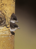 Violet-Green Swallow Nestlings Peering from their Nest Hole in a Tree  Tachycineta Thalassina