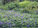 Border with Naturalized Geraniums