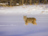Eurasian Lynx (Lynx Lynx) Standing in the Snow