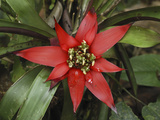 Bromeliad Flower  San Cipriano Reserve  Cauca  Colombia