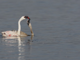 Lesser Flamingo (Phoenicopterus Minor) Adult and Begging Juvenile  Kenya  Africa