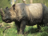 Sumatran Rhinoceros (Dicerorhinus Sumatrensis)