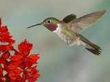 Broad-Tailed Hummingbird (Selasphorus Platycercus) Male Flying