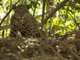 Jaguar (Panthera Onca) Along a Riverbank in Brazil's Pantanal Wetlands