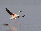 Lesser Flamingo (Phoenicopterus Minor) Adult  Kenya  Africa