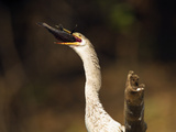 Anhinga (Anhinga Anhinga) Eating Fish  Pantanal  Brazil  South America