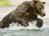 Brown Bear (Ursus Arctos) in Katmai Np Running in a Stream Fishing for Pink Salmon During the Fa…