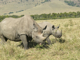 Black Rhinocerous (Diceros Bicornis) Adult and Baby Grazing on the Savanna