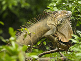 Iguana (Iguana Iguana) Climbing in Tree  Costa Rica