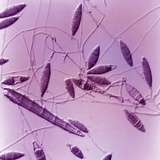 Macroconidia of the Microsporum Fungus  the Cause of Ringworm or Tineas  LM