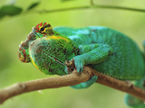 Male Panther Chameleon (Furcifer Pardalis)  Lokobe Nature Special Reserve  Nosy Be  Madagascar