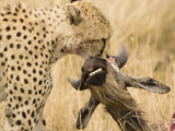 Cheetah (Acinonyx Jubatus) with Prey in its Mouth