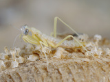 Praying Mantis Nymph (Mantis Religiosa) Just Emerged from the Cocoon