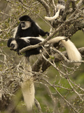 Black and White Colobus Monkeys (Colobus Guereza) in Tree  Mount Kenya National Park  Kenya  Africa
