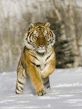 A Siberian Tiger Running in the Snow (Panthera Tigris Altaica)  an Endangered Species