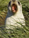 Antarctic Fur Seal Yawning (Arctocephalus Gazella)  South Georgia