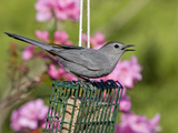 Gray Catbird (Dumetella Carolinensis) at Feeder  New Hampshire  USA