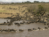 Wildebeest (Connochaetes Taurinus) During River Crossing in the Masai Mara Game Reserve  Kenya