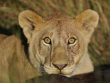 African Lion Young Male on Wildebeest Carcass  Maasai Mara  Kenya