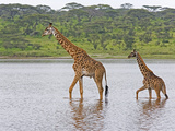 Adult and Young Masai Giraffe  Giraffa Camelopardalis  Walking in Lake Ndutu  Serengeti  Tanzania