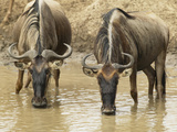 White-Bearded Wildebeests or Gnus  Connochaetes Taurinus  Drinking from a Waterhole