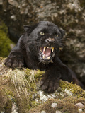 Leopard or Black Panther Snarling (Panthera Pardus)