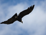 Andean Condor (Vultur Gryphus) Flying  Torres Del Paine National Park  Chile  South America